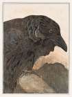 Crow Vintage Print