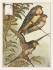 Three swallows Vintage Print