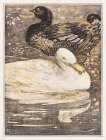 Two ducks Art Print