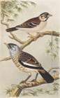 Two birds on branches Vintage Print