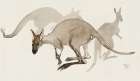 Kangaroos Vintage Print