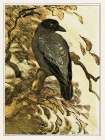 Hooded crow on branch Vintage Print