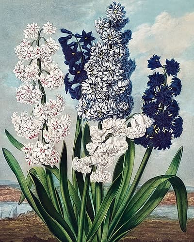 Hyacinths from The Temple of Flora Art Print