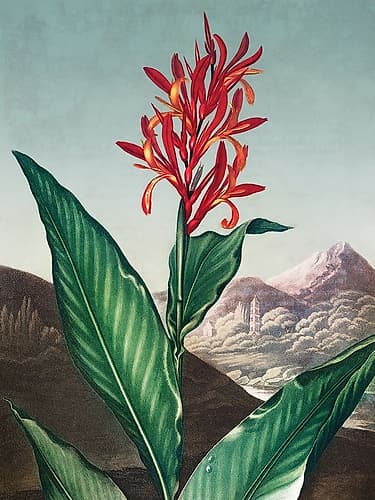 Indian Reed from The Temple of Flora Art Print by Summer Thornton