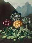 A Group of Auriculas from The Temple of Flora Art Print