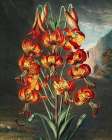 The Superb Lily from The Temple of Flora Art Print