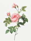 Boursault Rose, Rose Turbine without Thorns, Rosa Inermis Art Print
