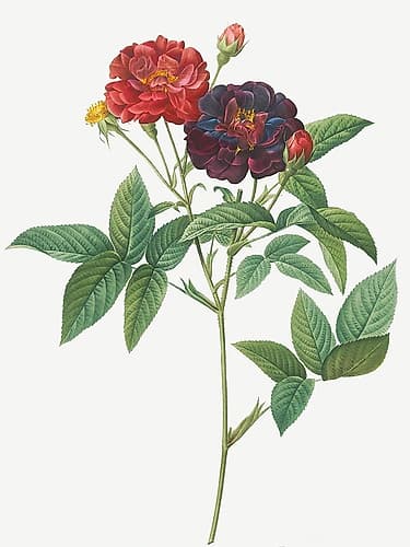 Rose of Van Eeden, Rosa gallica purpurea velutina, parva Art Print