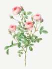 Burgundian Rose, Rosa pomponia Art Print