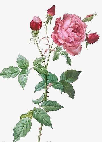 Provence Rose, Rosa indica Art Print