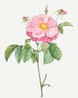 Marbled or speckled Provins rose, Rosa gallica flore marmoreo Art Print