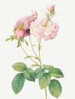 Celsiana Damask Rose, Rosa damascena celsiana Art Print