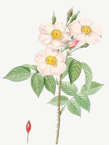 Damask Rose, Rosewood Rose Petal, Rosa damascena Art Print