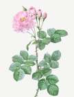 Aurora Poniatowska, Rosa damascena aurora Art Print