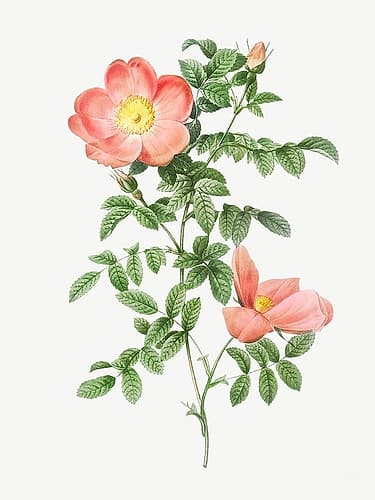 Red sweet brier, Cherry Rosehip, Rosa eglanteria sub rubra Art Print