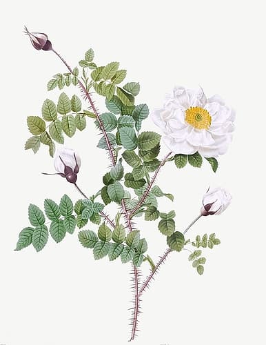 Double White Burnet Rose, Pimple Rose with White Flowers, Rosa Pimpinellifolia Alba Flore Multiplei Art Print