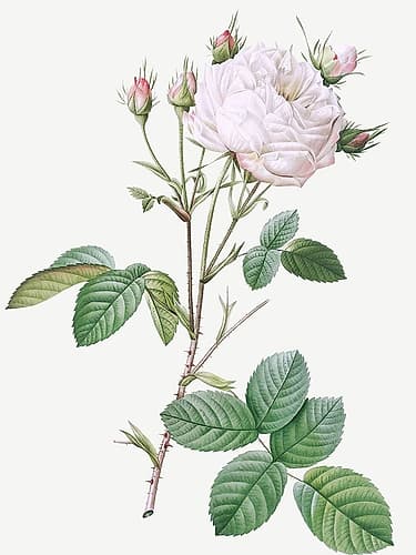 Cabbage Rose White Provence, Unique Blance, Rosa centifolia mutabilis Art Print