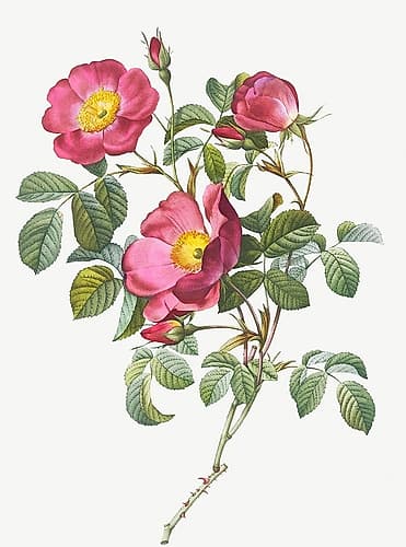 Rose of Love, Rosa pumila Art Print