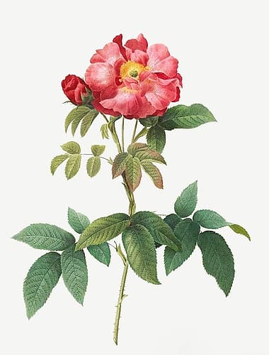 Bluish Leaved Provins Rose, Rosa gallica caerulea Art Print by Pierre Joseph Redoute