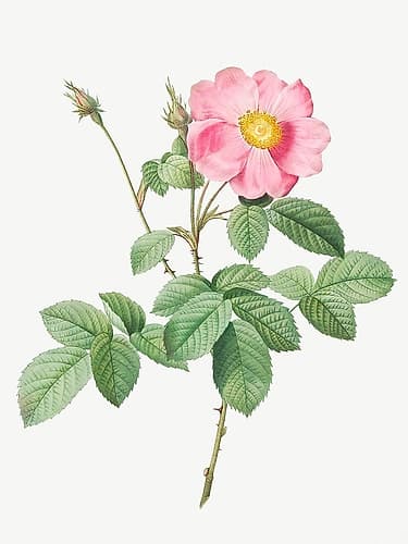 Single Flowered Cabbage Rose, Rosa centifolia simplex Art Print