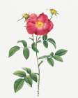 Stapelia French rose variety, Rosa gallica stapelice flora Art Print