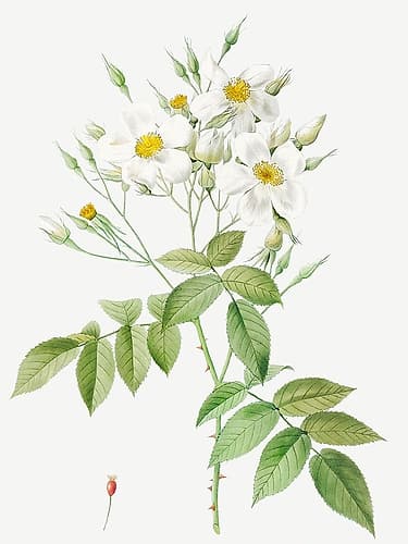 Musk Rose, Rosa moschata Art Print