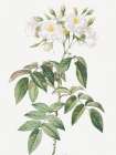 Musk rose, Rosa moschata flore semi pleno Art Print