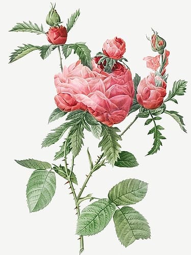 Cabbage Rose bloom, One Hundred Leaved Rose, Rosa centifolia prolifera foliacea Art Print