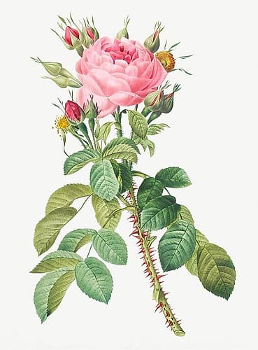 Rosa bifera macrocarpa, Lelieurs Four Seasons Rose Art Print