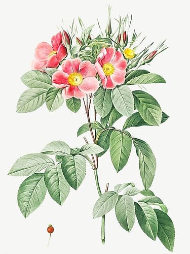 Pasture Rose, Highbush Carolina Rosebush, Rosa Carolina coryinbosa Art Print