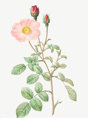 Musk Rose, Sparkling Rose, Rosa moschata Art Print