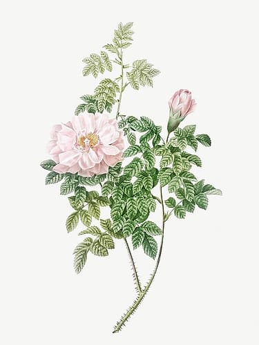Ventenats Rose, Rose Bush, Rosa ventenatiana Art Print