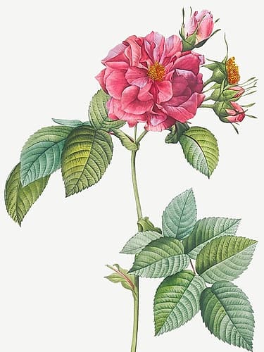 Rosa turbinata, Rose of Frankfurt Art Print
