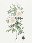 Burnet Rose, Rosa pimpinellifolia Art Print