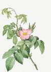 The Apple Rose, Spanish Rosehip Rose, Rosa villosa Art Print