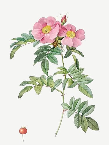 Rosa lucida, Shining Rose Art Print