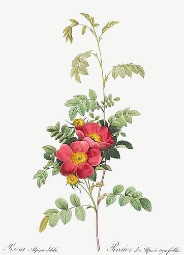 Alpine Rose, Rosebush of Alpes with Weak Stems, Rosa alpina debilis Art Print