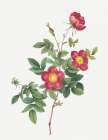 Alpine Rose, Common Alpine Rose Garden, Rosa Alpina vulgaris Art Print