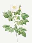 Leschenaults Rose, Rose Bush, Rosa sempervirens leschenaultiana Art Print
