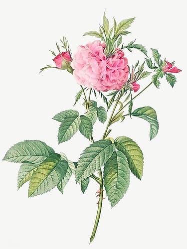 Agatha rose, Rosa gallica Agatha Art Print by Pierre Joseph Redoute