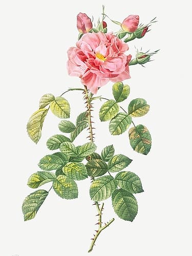 Four Seasons Rose, Rosa bifera variegata Art Print
