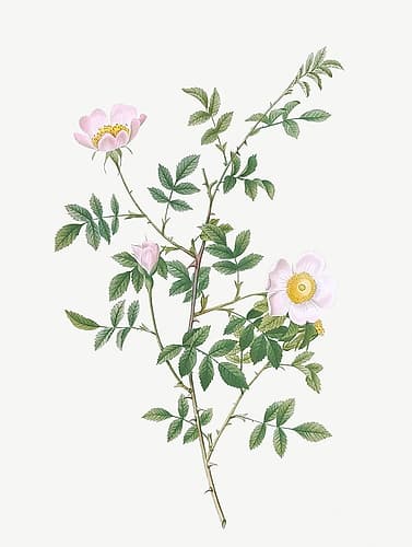 Pink Hedge Rose, Rosa sepium rosea Art Print