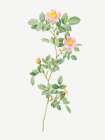 Montezuma Rose Art Print