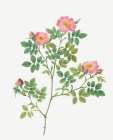 Corymb Rose, Rose Bush, Rosa dumetorum Art Print