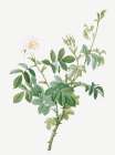 White Downy Rose, Cottony Rose, Rosa tomentosa Art Print