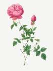 Autumn China Rose, Autumn Bengal, Rosa indica automnalis Art Print
