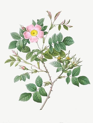 Malmedy Rose, Rosa Malmundariensis Art Print