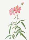 Peach Leafed Rose, Rosa longifolia Art Print