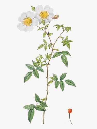 Rosa sempervirens, Climbing Rose with Globose Fruit Art Print