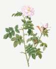 Pale pink flower, Rosa orbefsanea Art Print